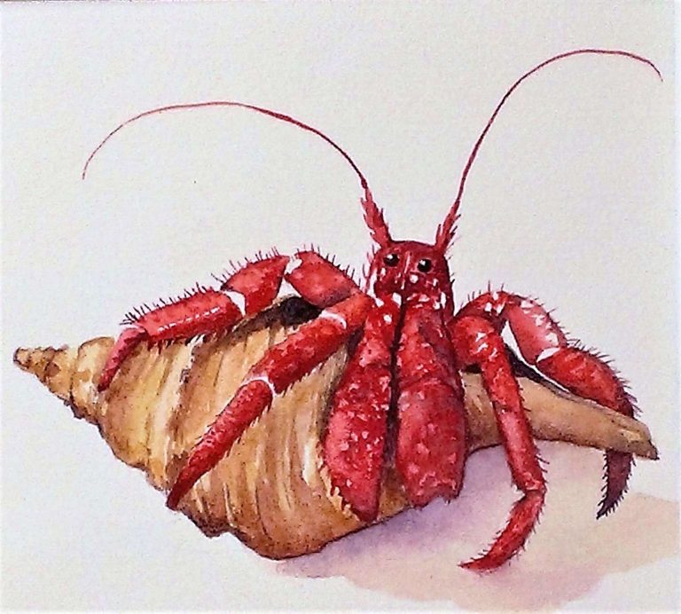 Watercolour Hermit Crab